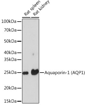 Aquaporin 1 Antibody in Western Blot (WB)