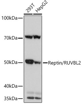 RUVBL2 Antibody in Western Blot (WB)