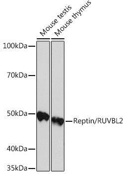 RUVBL2 Antibody in Western Blot (WB)