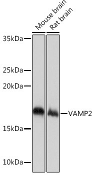 VAMP2 Antibody in Western Blot (WB)