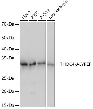 ALY Antibody in Western Blot (WB)