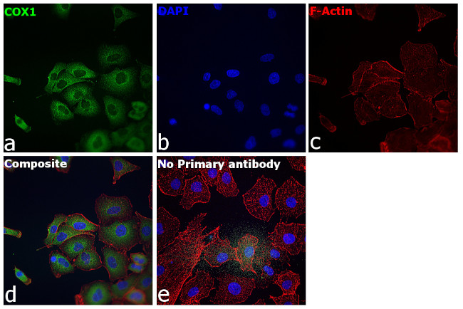 COX1 Antibody in Immunocytochemistry (ICC/IF)