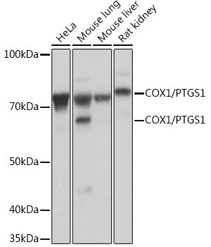 COX1 Antibody in Western Blot (WB)