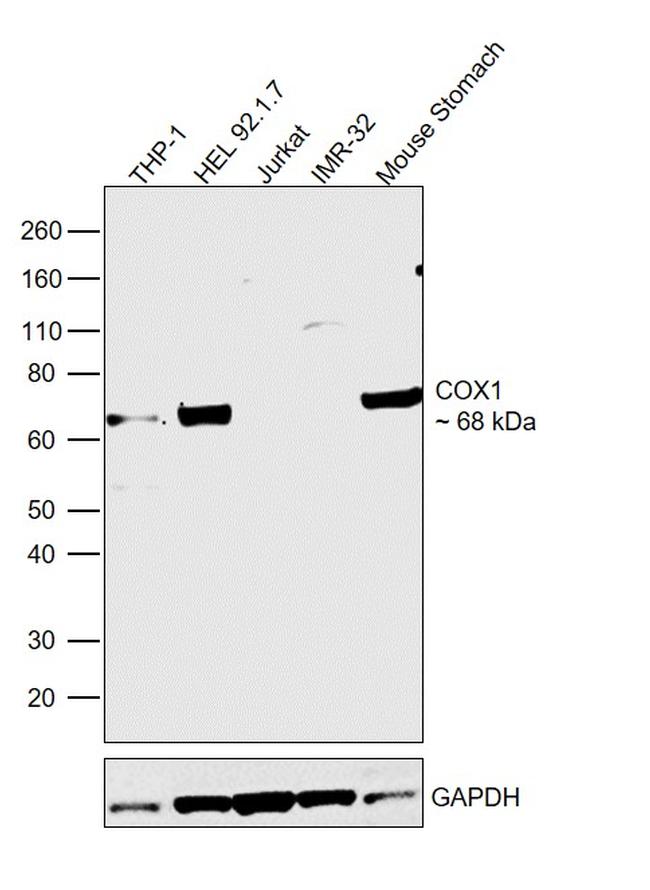 COX1 Antibody in Western Blot (WB)