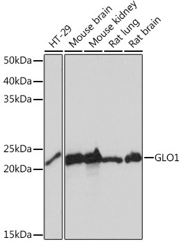 GLO1 Antibody in Western Blot (WB)