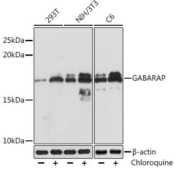 GABARAP Antibody in Western Blot (WB)