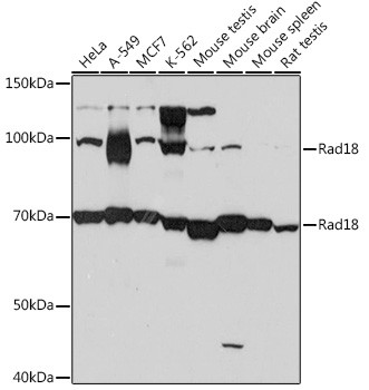 RAD18 Antibody in Western Blot (WB)