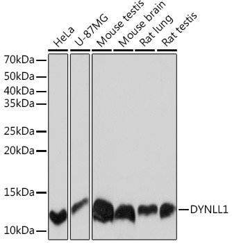 DYNLL1 Antibody in Western Blot (WB)