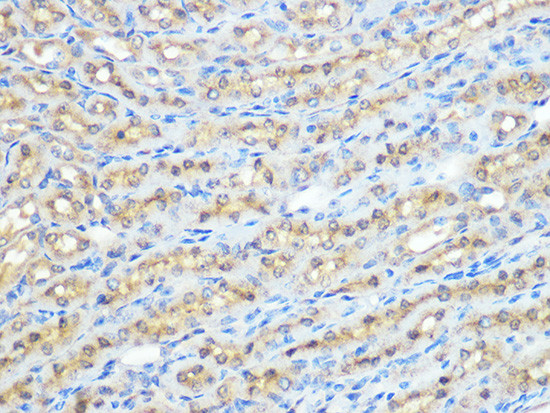 PP1 beta Antibody in Immunohistochemistry (Paraffin) (IHC (P))