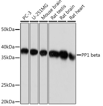 PP1 beta Antibody in Western Blot (WB)