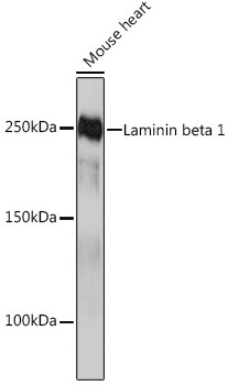 Laminin beta-1 Antibody in Western Blot (WB)