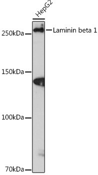 Laminin beta-1 Antibody in Western Blot (WB)