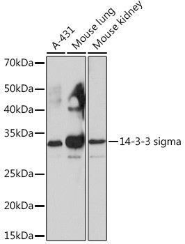 14-3-3 sigma Antibody in Western Blot (WB)