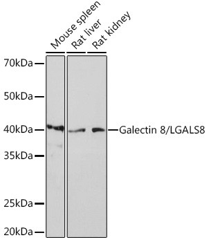 Galectin 8 Antibody in Western Blot (WB)