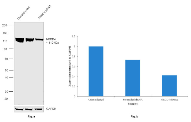 NEDD4 Antibody