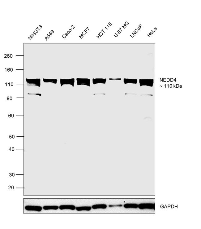 NEDD4 Antibody in Western Blot (WB)