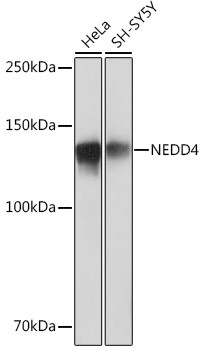 NEDD4 Antibody in Western Blot (WB)
