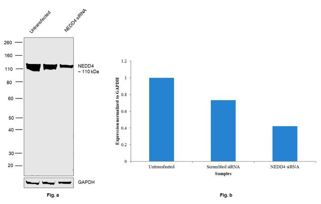 NEDD4 Antibody in Western Blot (WB)