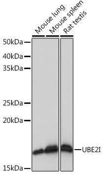 UBC9 Antibody in Western Blot (WB)