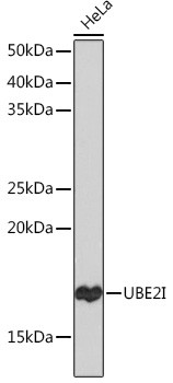 UBC9 Antibody in Western Blot (WB)