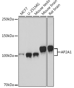 alpha Adaptin Antibody in Western Blot (WB)