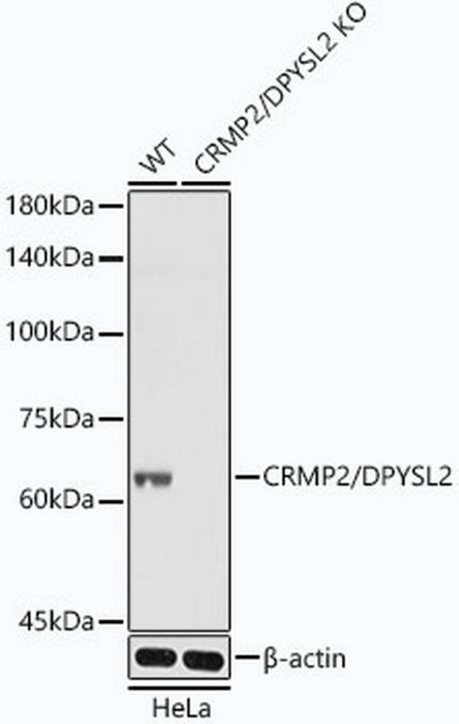 CRMP2 Antibody