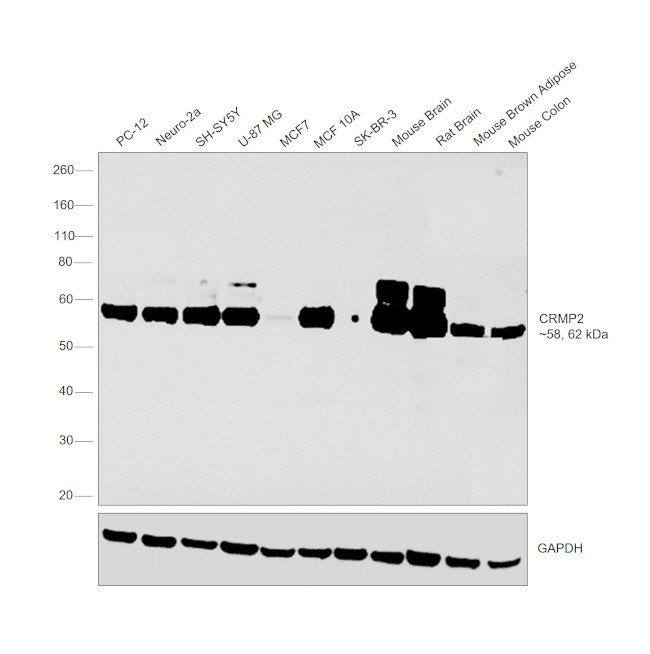 CRMP2 Antibody