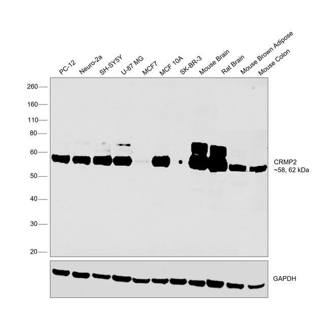 CRMP2 Antibody in Western Blot (WB)