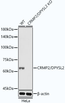 CRMP2 Antibody in Western Blot (WB)