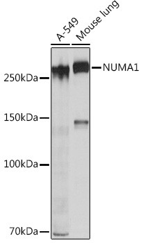 NuMA Antibody in Western Blot (WB)