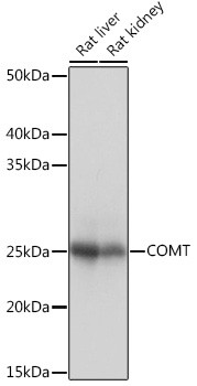 COMT Antibody in Western Blot (WB)