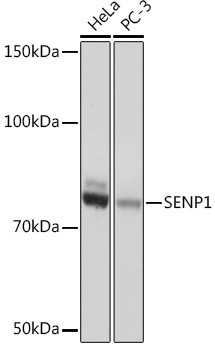 SENP1 Antibody in Western Blot (WB)