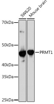 PRMT1 Antibody in Western Blot (WB)