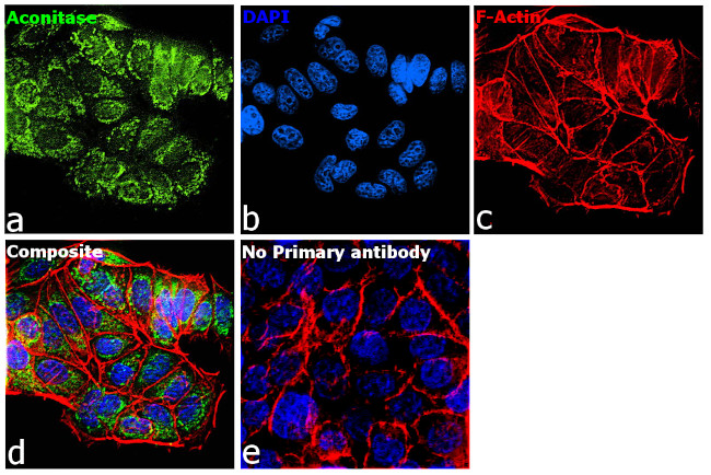 Aconitase 2 Antibody in Immunocytochemistry (ICC/IF)