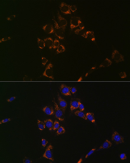 Aconitase 2 Antibody in Immunocytochemistry (ICC/IF)