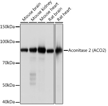 Aconitase 2 Antibody in Western Blot (WB)