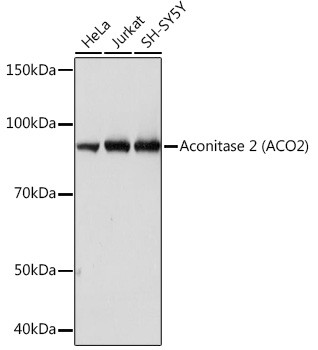 Aconitase 2 Antibody in Western Blot (WB)