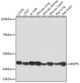 BMP6 Antibody in Western Blot (WB)