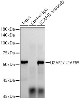 U2AF2 Antibody in Immunoprecipitation (IP)