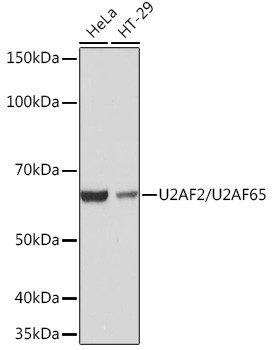 U2AF2 Antibody in Western Blot (WB)