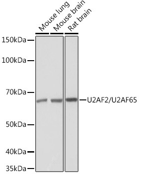 U2AF2 Antibody in Western Blot (WB)