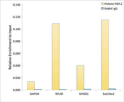 Histone H2A.Z Antibody in ChIP Assay (ChIP)