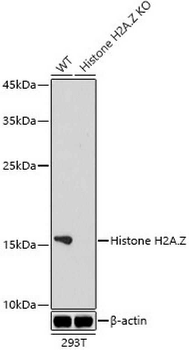 Histone H2A.Z Antibody