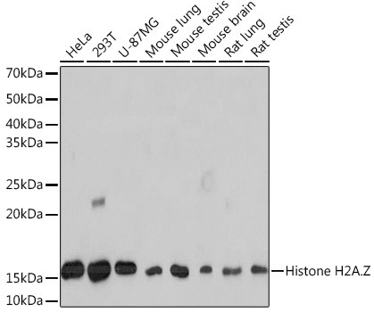 Histone H2A.Z Antibody in Western Blot (WB)