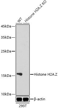 Histone H2A.Z Antibody in Western Blot (WB)