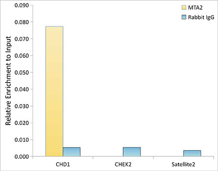 MTA2 Antibody in ChIP Assay (ChIP)