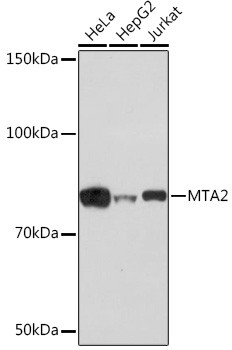 MTA2 Antibody in Western Blot (WB)