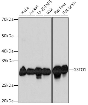 GST Omega 1 Antibody in Western Blot (WB)