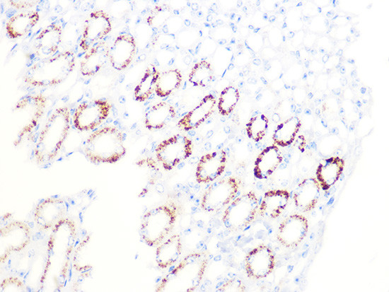 PDHB Antibody in Immunohistochemistry (Paraffin) (IHC (P))