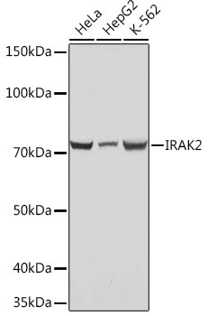 IRAK2 Antibody in Western Blot (WB)